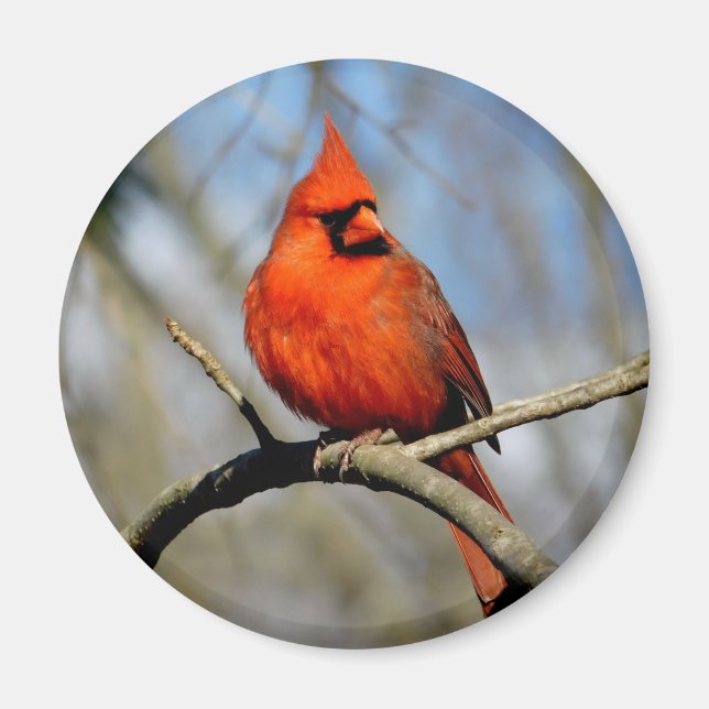 Northern Cardinal (Sunny) Round Magnet (Front)