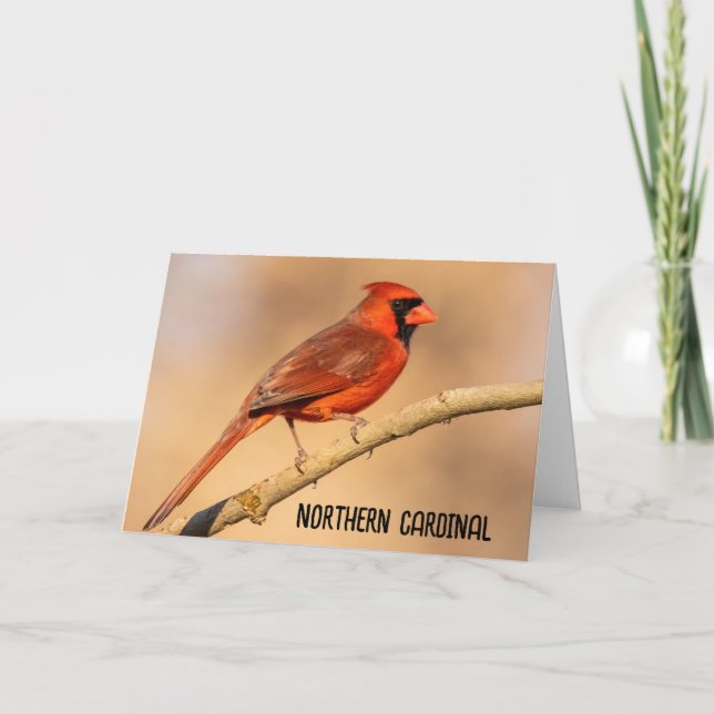 Northern Cardinal Thank You Card (Front)