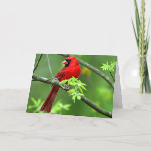 Northern cardinals card