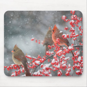 Northern Cardinals Marion, Illinois Mouse Pad