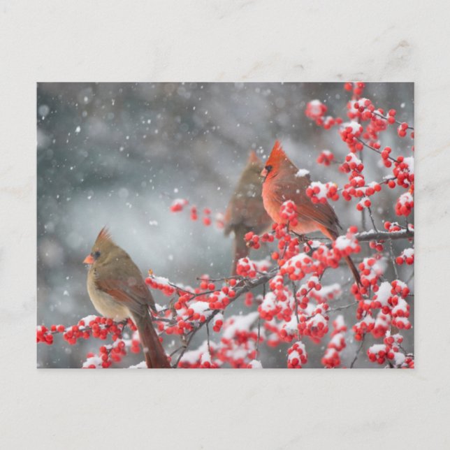 Northern Cardinals | Marion, Illinois Postcard (Front)