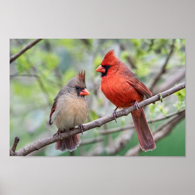 Northern Cardinals Mates for Life Poster (Front)