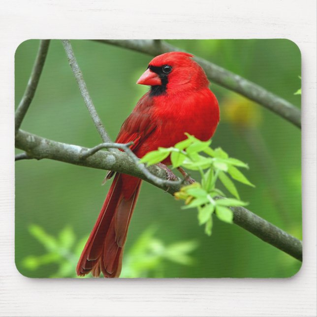 Northern cardinals mouse pad (Front)
