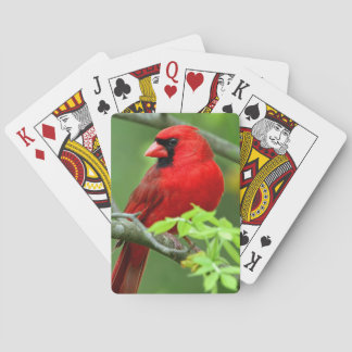 Northern cardinals playing cards