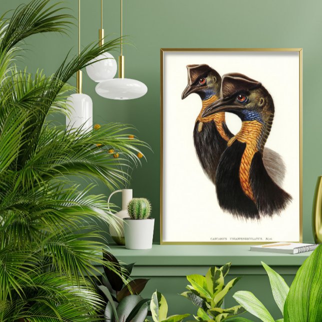 Northern cassowaries, Vintage birds  Poster (Creator Uploaded)