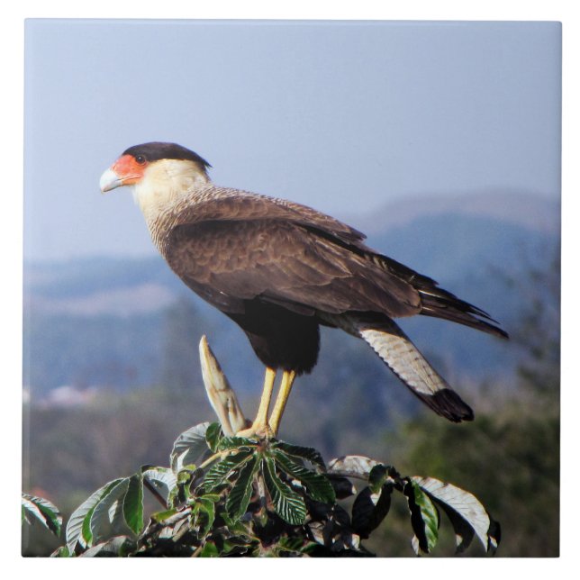Northern Crested Caracara Bird of Prey on tree Tile (Front)
