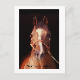 Northern Dancer...World's Greatest Stallion Postcard