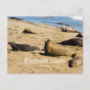 Northern Elephant Seal California Products Postcard