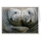Northern Elephant Seal Pups
