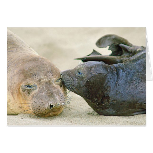 Northern Elephant Seal with Pup (Front Horizontal)