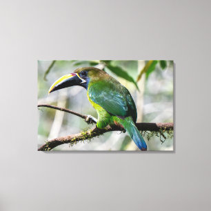 Northern Emerald Toucanet in Costa Rica Canvas Print