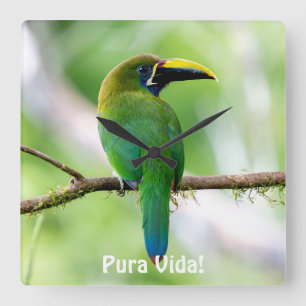 Northern Emerald-Toucanet in Costa Rica Square Wall Clock