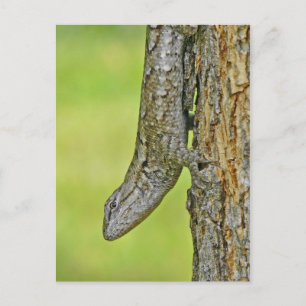Northern Fence Lizard Postcard