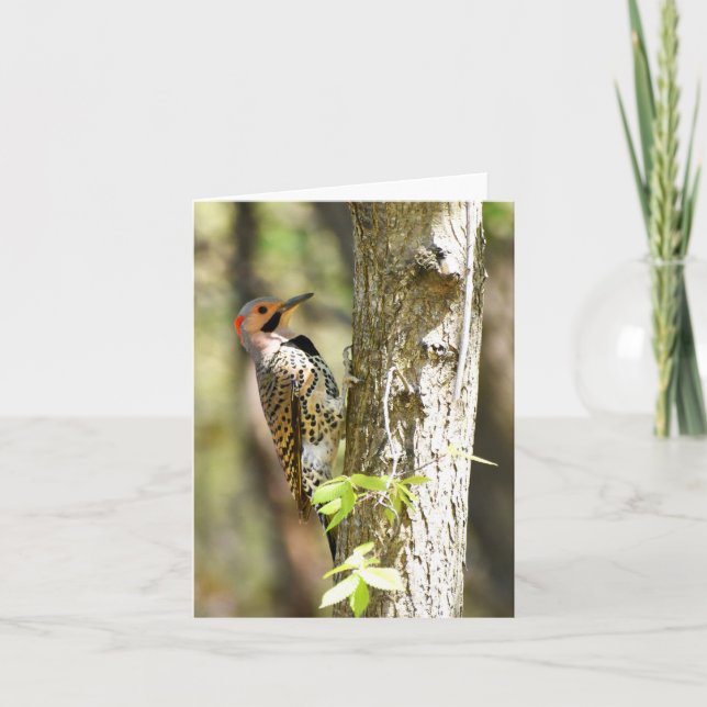 Northern Flicker #1 - Blank Note Card (Front)