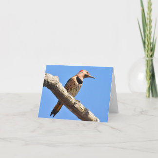 Northern Flicker - Blank Note Card
