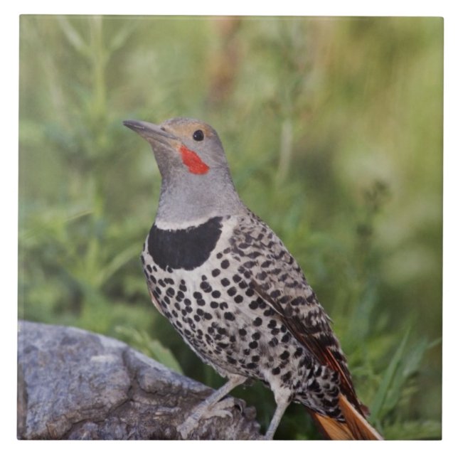 Northern Flicker, Colaptes auratus, Red-shafted Ceramic Tile (Front)