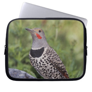 Northern Flicker, Colaptes auratus, Red-shafted Laptop Sleeve