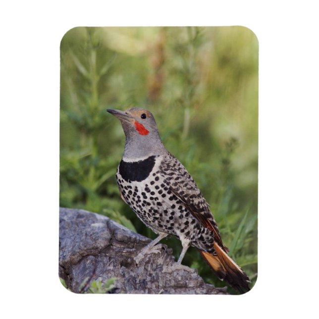 Northern Flicker, Colaptes auratus, Red-shafted Magnet (Vertical)