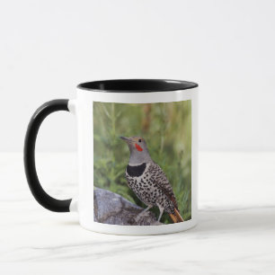 Northern Flicker, Colaptes auratus, Red-shafted Mug