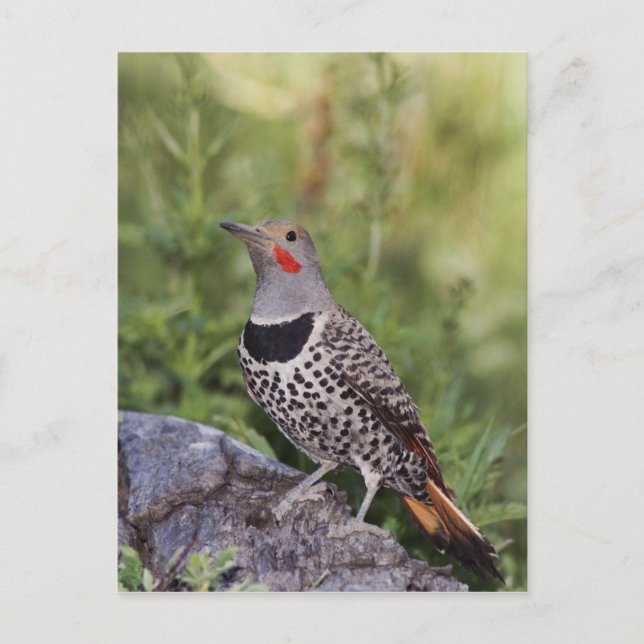 Northern Flicker, Colaptes auratus, Red-shafted Postcard (Front)