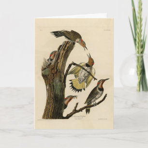 Northern Flicker from Audubon's Birds of America Card