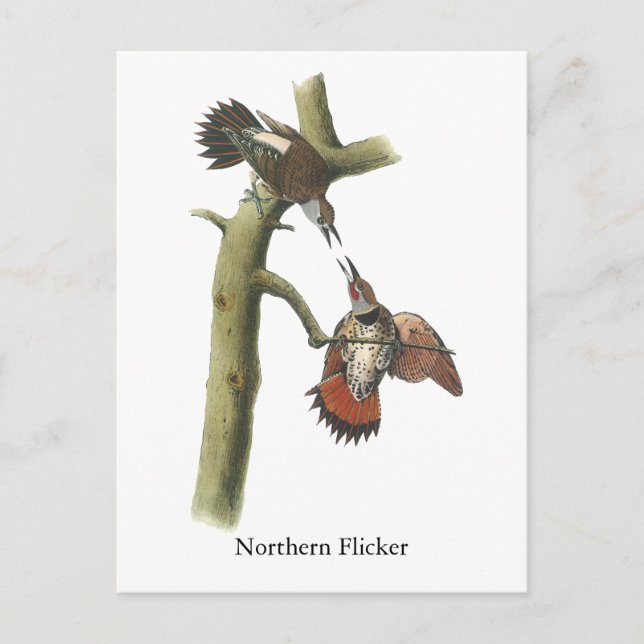 Northern Flicker, John Audubon Postcard (Front)