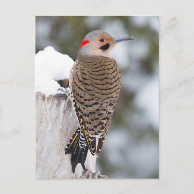 Northern Flicker male in winter Postcard (Front)