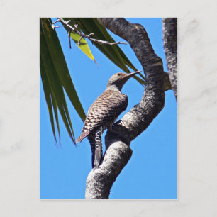 Northern flicker postcard