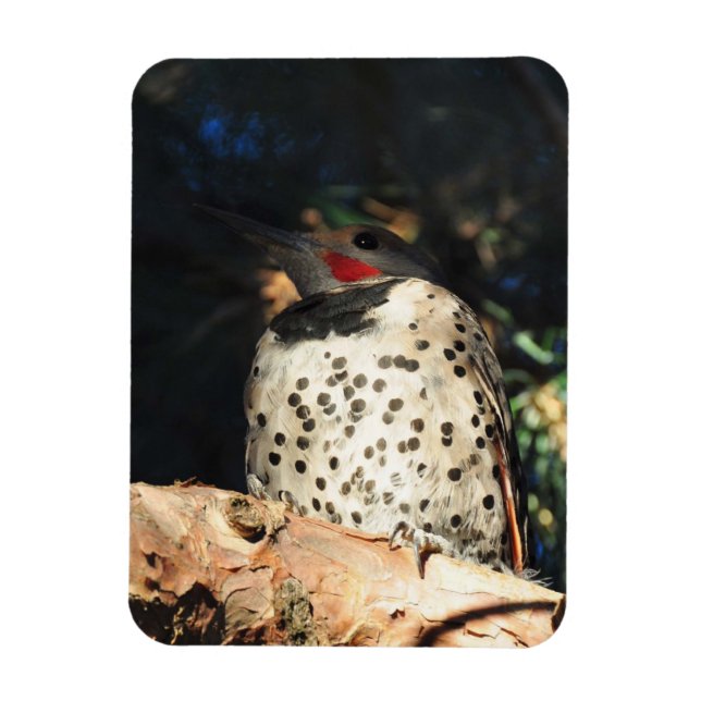 Northern Flicker - Spots Magnet (Vertical)
