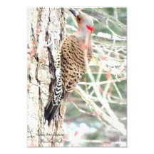 Northern flicker woodpecker Card