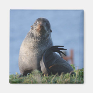 Northern Fur Seal Magnet