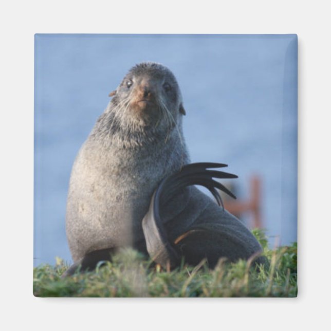Northern Fur Seal Magnet (Front)