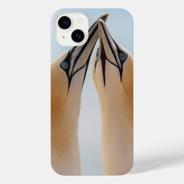 Northern Gannets Heligoland Germany Morus iPhone Case (Back)