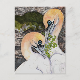 Northern Gannets Postcard