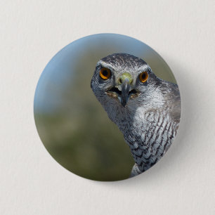 Northern Gohawk Close Up 6 Cm Round Badge