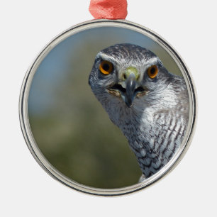 Northern Gohawk Close Up Metal Tree Decoration