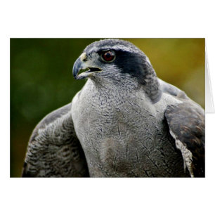 Northern Goshawk