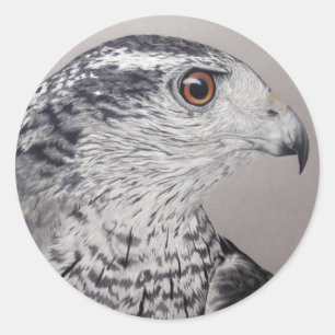 Northern Goshawk Classic Round Sticker