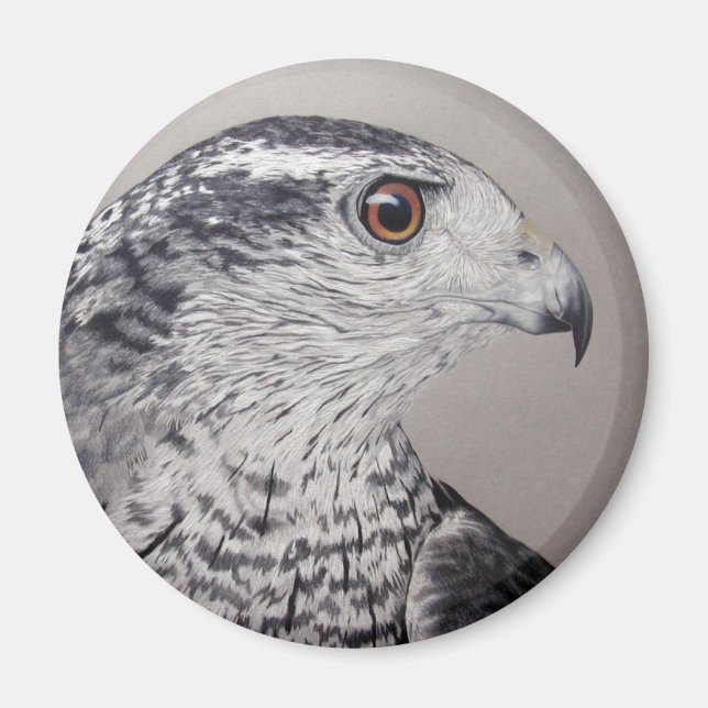 Northern Goshawk Magnet (Front)