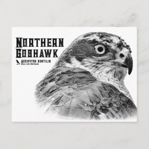 Northern Goshawk Postcard