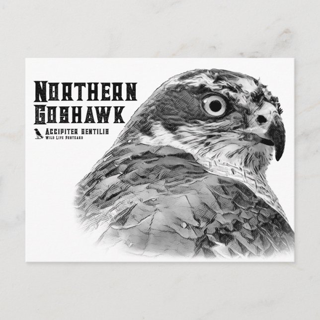 Northern Goshawk Postcard (Front)