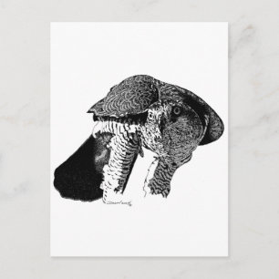 Northern Goshawk Postcard