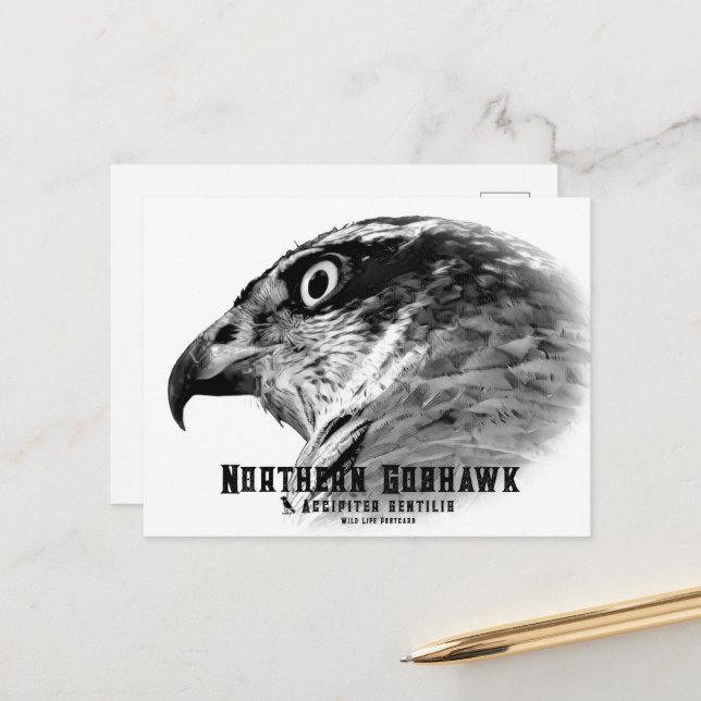 Northern Goshawk Postcard (Front/Back In Situ)
