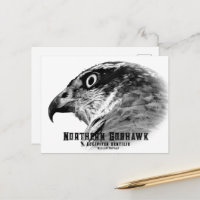 Northern Goshawk