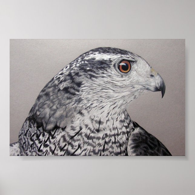 Northern Goshawk Poster (Front)