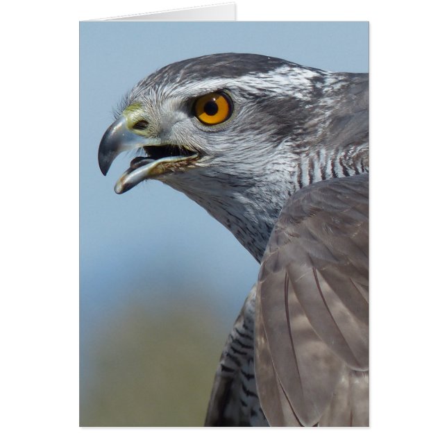 Northern Goshawk Screeching (Front)