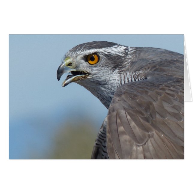 Northern Goshawk Screeching (Front Horizontal)