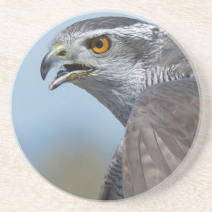Northern Goshawk Screeching Coaster