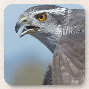 Northern Goshawk Screeching Coaster