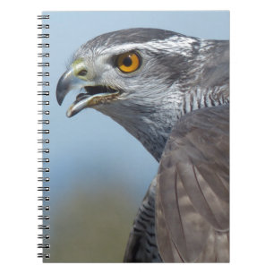 Northern Goshawk Screeching Notebook
